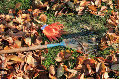A fan rake and gloves are next to a pile of fallen autumn leaves.