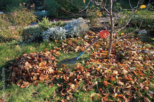 A fan rake and gloves are next to a pile of fallen autumn leaves.