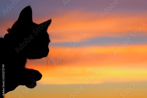 Silhouette Of A Cat At Beautiful Sunset Background. Cute Kitten Looking At Wonderful Sunset. World Animal Day, Rescue Animals Concept.
