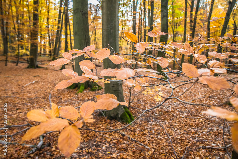 Beech forest in autumn