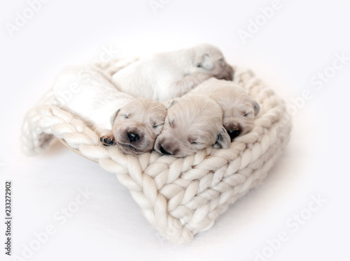 Newborn golden retriever puppies sleeping © tan4ikk