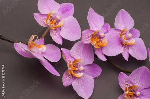 romantic branch of pink orchid on gray background.