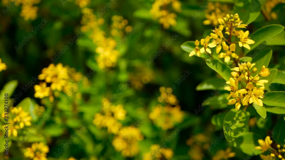 Spring field of small yellow flowers of Galphimia. Evergreen shrub of star-shaped Golden Thryallis glauca. Ornamental bloom in natural sunlight of Gold Shower. Summer meadow background, soft focus.