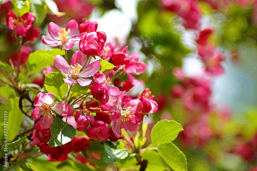 Obraz premium flowers in garden