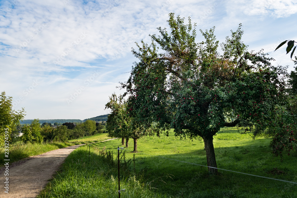 Fototapeta premium Feldweg