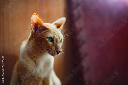 Bilde på lerret Ginger red oriental cat with clear green eyes