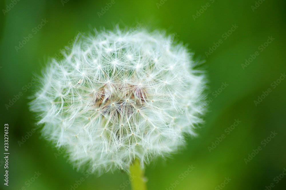 dandelion on green background dandelion on green background