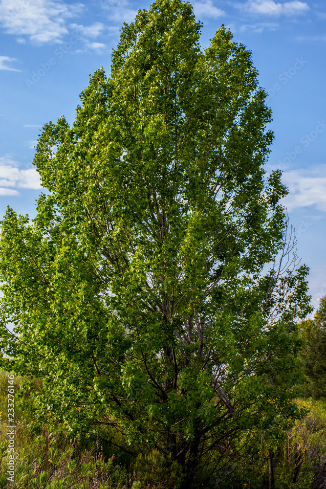 Fototapeta premium Arboles, colores de la primavera