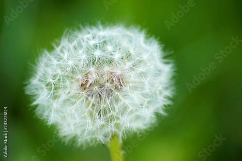 dandelion on green background