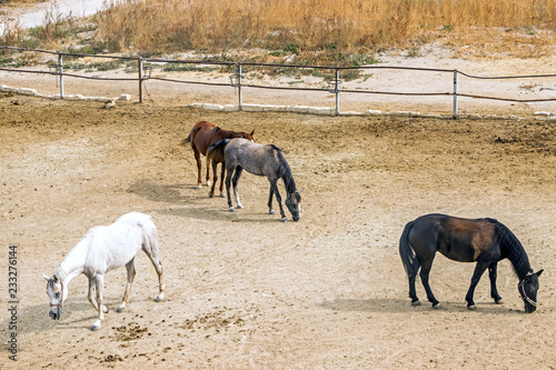 horse in ranch in Cappadocia