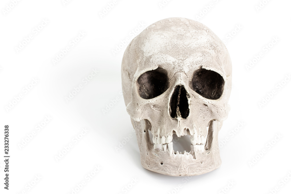 Human skull on white background Human skull on white background