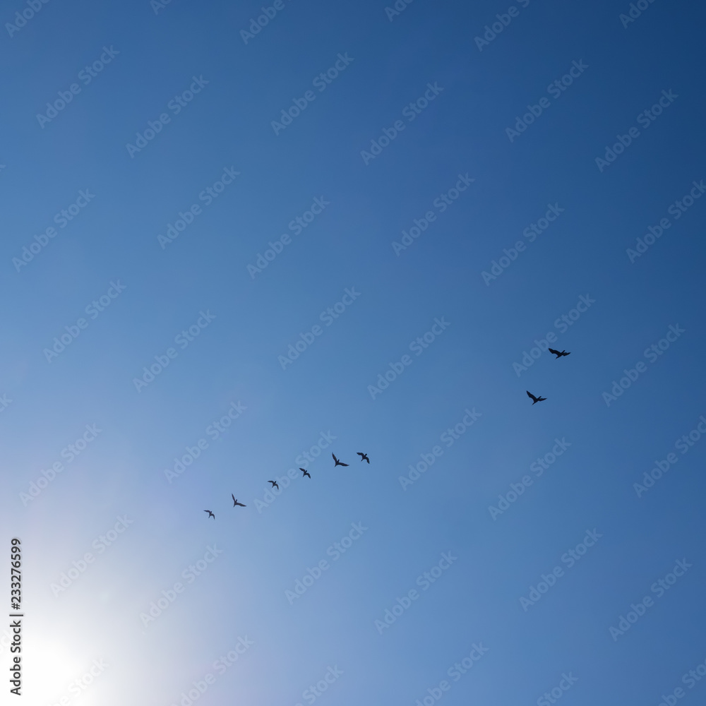 Fototapeta premium Fliegende Gänse vor blauem Himmel