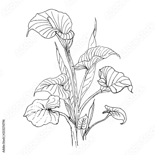 Vector hand drawn botanical callas lilies isolated on white background. Floral monochrome illustration in sketch style. Use for your design