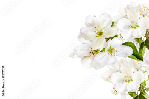Floral wallpaper, greeting card, white flowers blossom