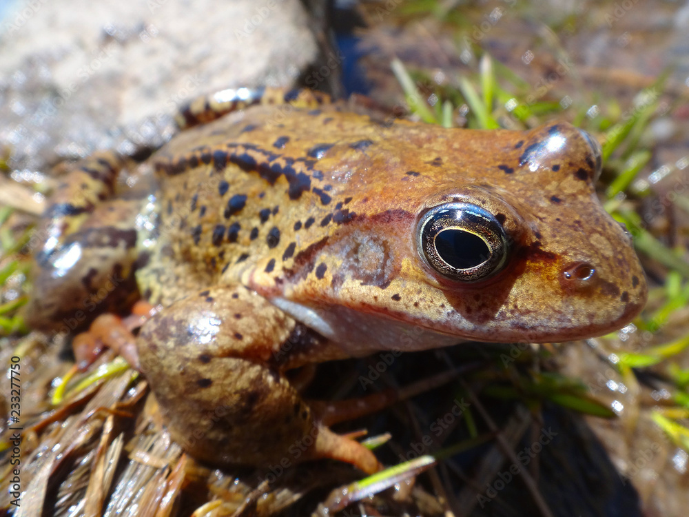 Obraz premium frog in pond