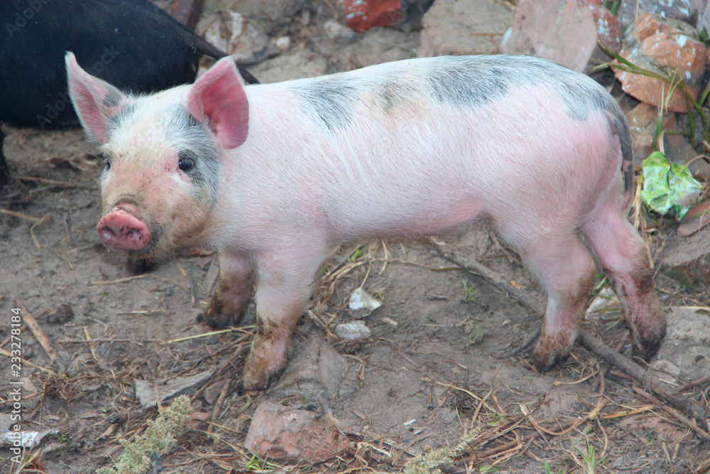 Piglets playing and jolly run in farm yard Piglets playing and jolly run in farm yard