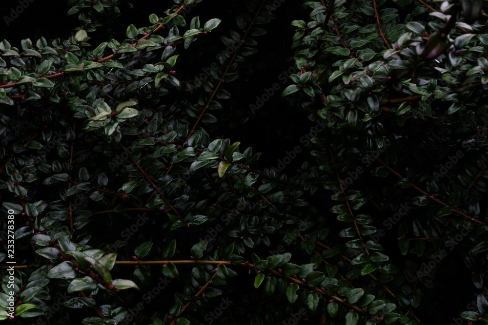 Fototapeta premium Dark greens