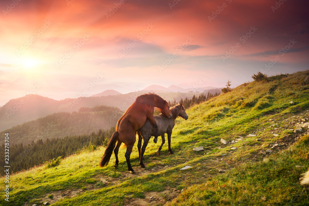 Obraz premium Horses and sex