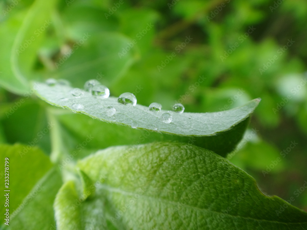 drops on leaf drops on leaf