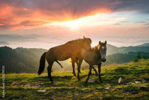 Photos Horses and sex