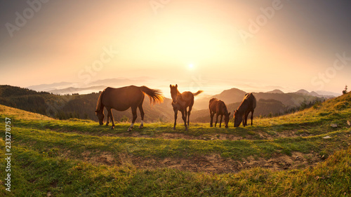 Horses in the sunlight