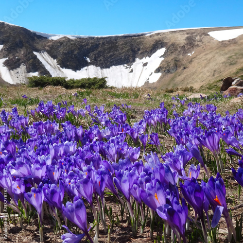 crocus in mountains