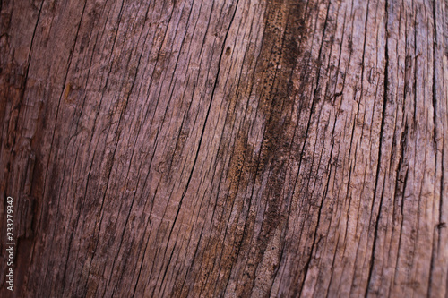 Wood close up in Bryce Canyon NP
