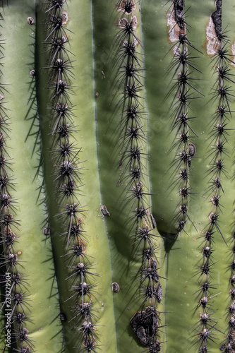 Saguaro cactus close up, Arizona