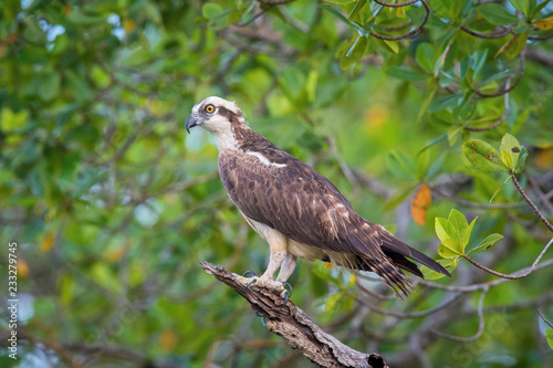 The Osprey  Pandion haliaetus just sitting on the branch and eatting the fish  also called Sea Hawk  River Hawk  and Fish Hawk  Trinidad..