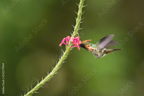 The Tufted coquette flying and sucking nectar from little blooms in colorful background