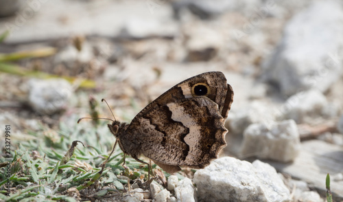 Mariposa posada en el suelo en Malpica de Bergantinos, en La Coruña, verano de 2018