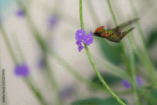 The Tufted coquette flying and sucking nectar from little blooms in colorful background photo