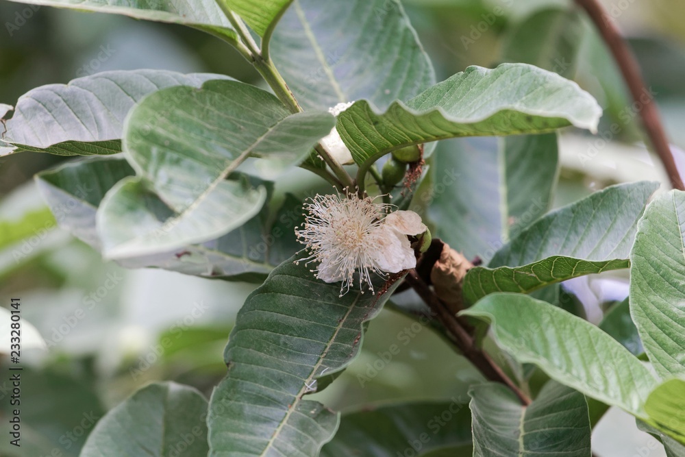 Flower of a guava tree (Psidium guajava) Flower of a guava tree (Psidium guajava)