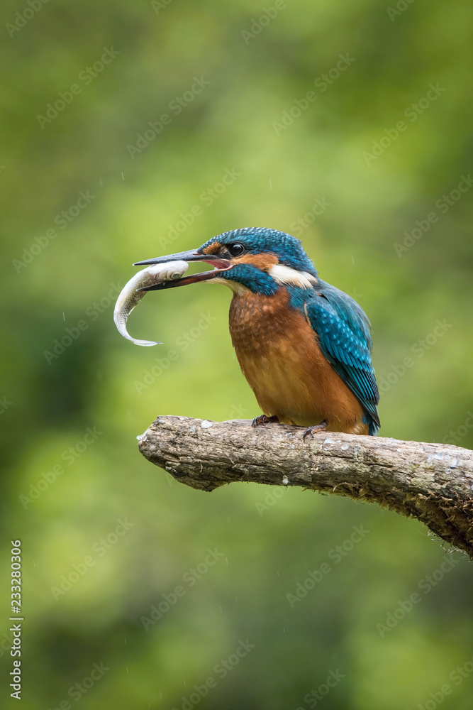 Obraz premium The Common Kingfisher, alcedo atthis is sitting on some stick and waiting for the prey, colorful backgound