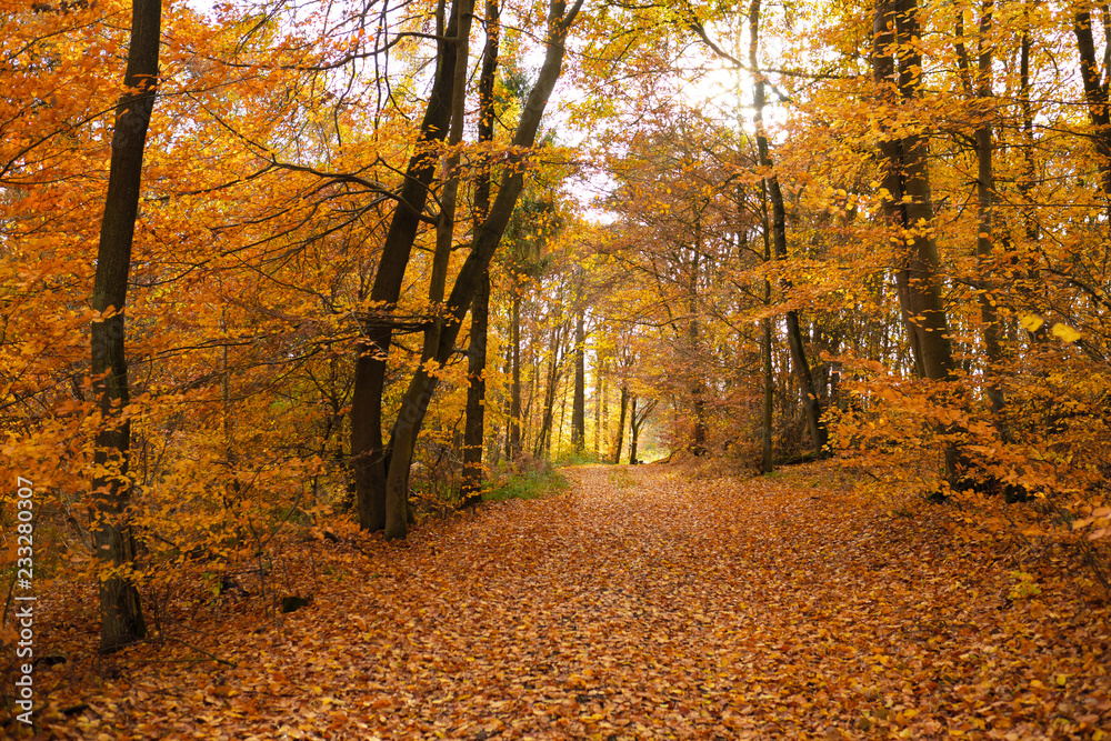 Obraz premium Wanderweg im Westerwald im Spätherbst und dichtes Laub - Stockfoto