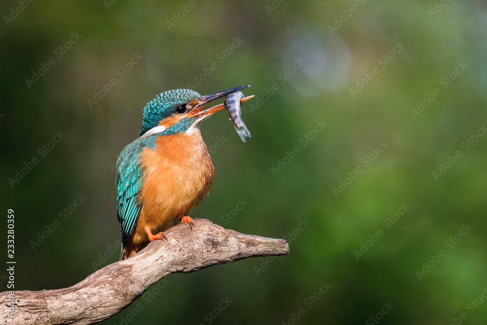 The Common Kingfisher, alcedo atthis is sitting on some stick and waiting for the prey, colorful backgound The Common Kingfisher, alcedo atthis is sitting on some stick and waiting for the prey, colorful backgound