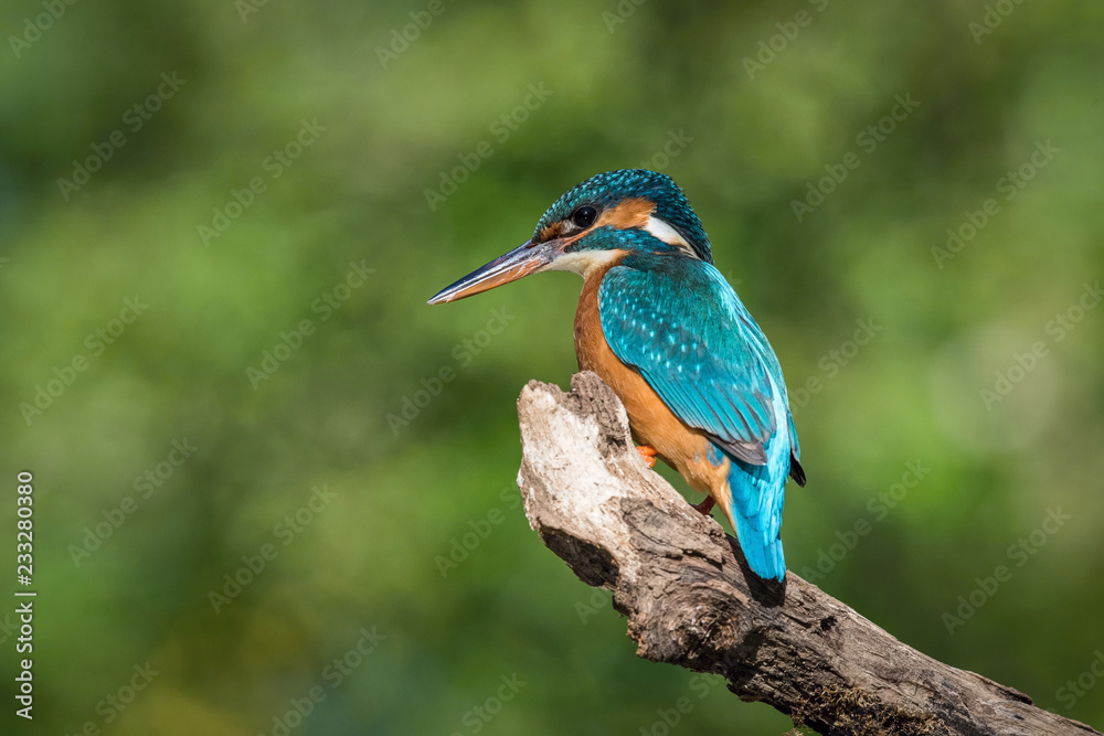 Fototapeta premium The Common Kingfisher, alcedo atthis is sitting on some stick and waiting for the prey, colorful backgound