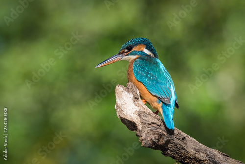 The Common Kingfisher, alcedo atthis is sitting on some stick and waiting for the prey, colorful backgound