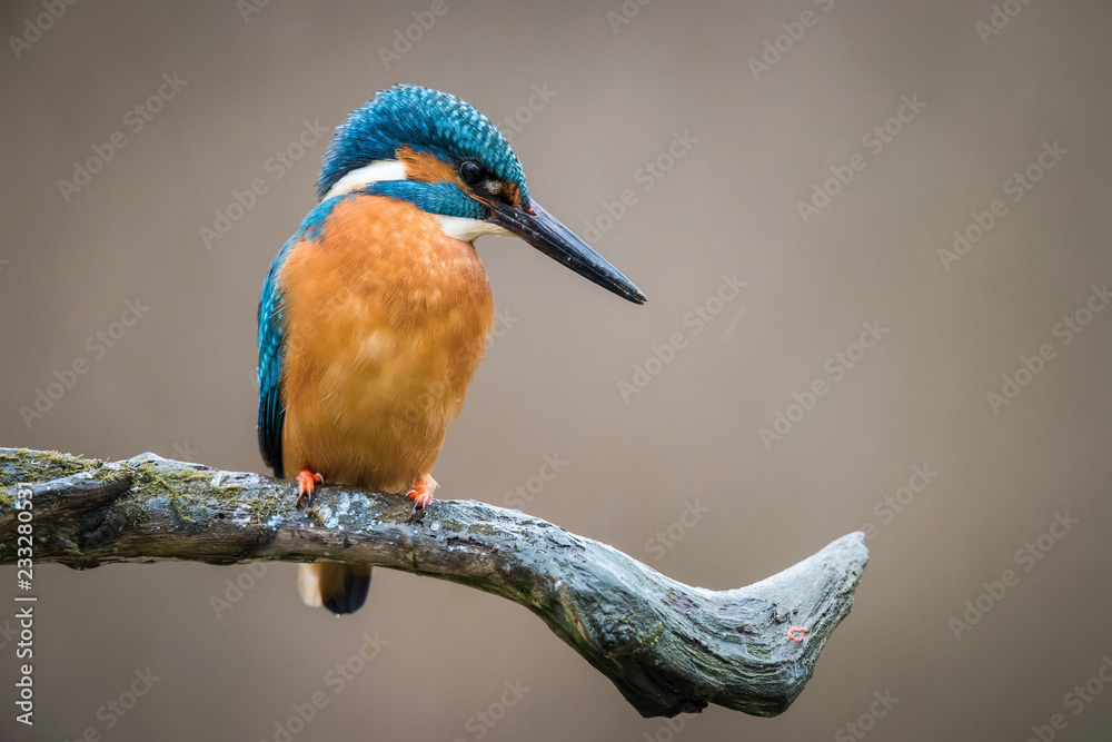 The Common Kingfisher, alcedo atthis is sitting on some stick and waiting for the prey, colorful backgound The Common Kingfisher, alcedo atthis is sitting on some stick and waiting for the prey, colorful backgound