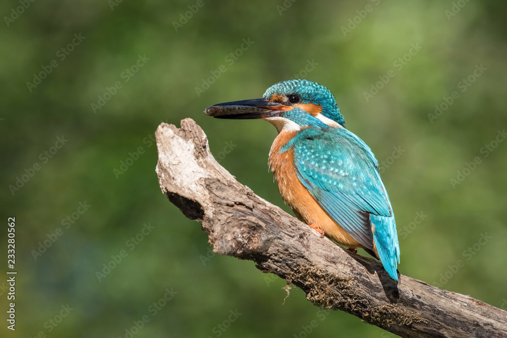The Common Kingfisher, alcedo atthis is sitting on some stick and waiting for the prey, colorful backgound The Common Kingfisher, alcedo atthis is sitting on some stick and waiting for the prey, colorful backgound