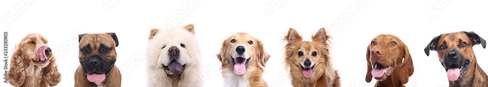 Group of dogs Group of dogs