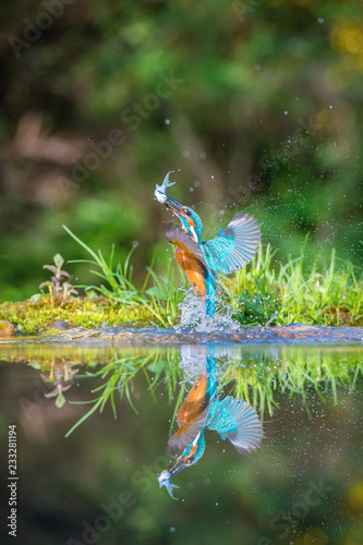 The diving Common Kingfisher, alcedo atthis is flying with his prey in green background. The kingfisher just caught his prey. Colorful backgound. Amazing moment. Flying bird gem of our rivers...