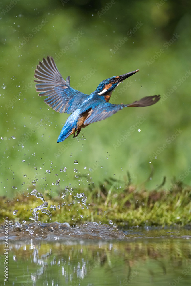 The diving Common Kingfisher, alcedo atthis is flying with his prey in green background. The kingfisher just caught his prey. Colorful backgound. Amazing moment. Flying bird gem of our rivers.
