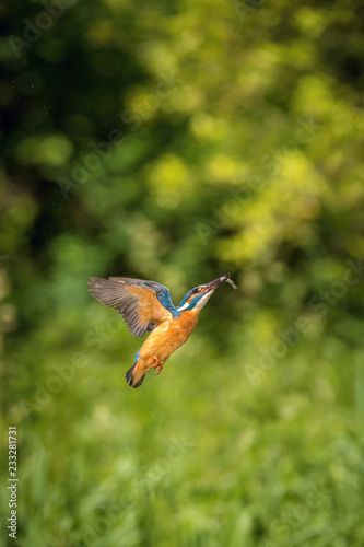 The diving Common Kingfisher, alcedo atthis is flying with his prey in green background. The kingfisher just caught his prey. Colorful backgound. Amazing moment. Flying bird gem of our rivers. © Petr Šimon