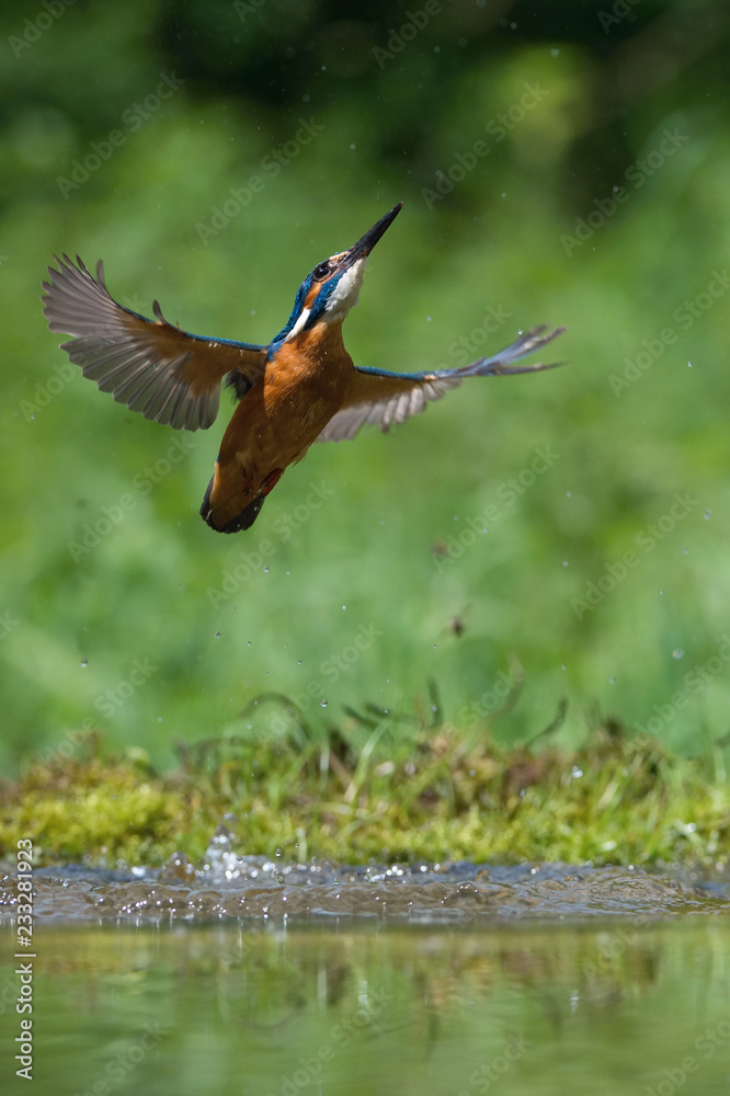 Obraz premium The diving Common Kingfisher, alcedo atthis is flying with his prey in green background. The kingfisher just caught his prey. Colorful backgound. Amazing moment. Flying bird gem of our rivers.
