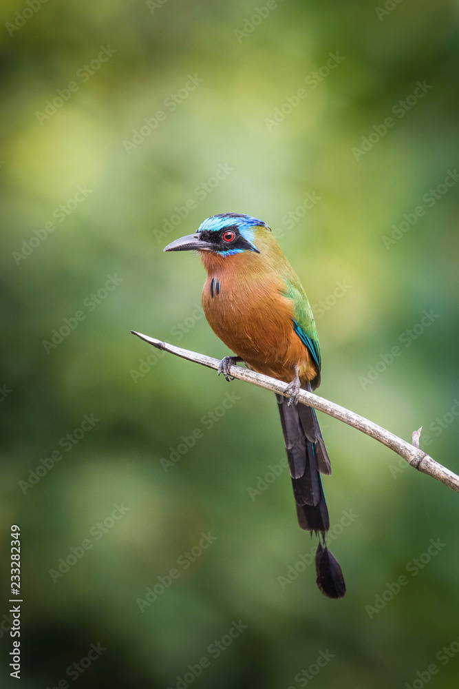 The Trinidad Motmot, Momotus bahamensis is sitting and posing on the branch, amazing picturesque green background, in the morning during sunrise, waiting for its prey, in Trinidad