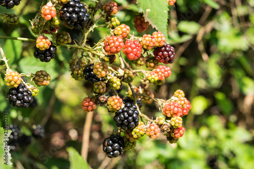 Ripe and immature fruits of wild blackberry .