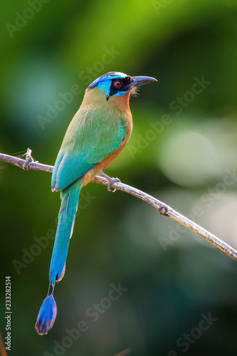 The Trinidad Motmot, Momotus bahamensis is sitting and posing on the branch, amazing picturesque green background, in the morning during sunrise, waiting for its prey, in Trinidad photo