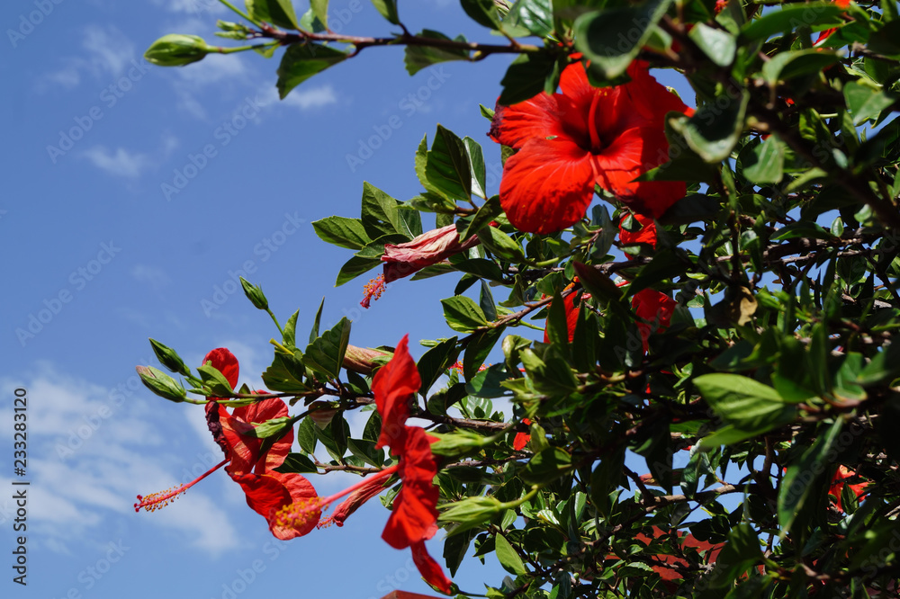 Chinesischer Roseneibisch (Hibiscus rosasinensis) Hibiskus Stock