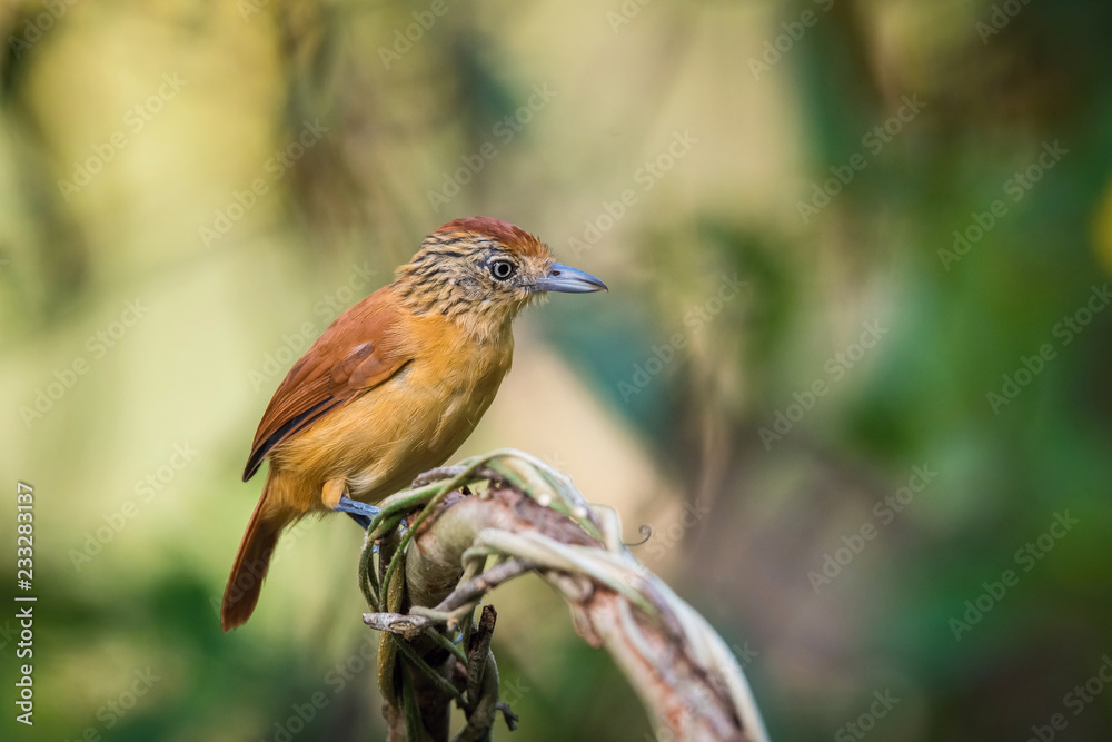 Fototapeta premium The Barred Antshrike, Thamnophilus doliatus is sitting on the branch in green backgound, amazing blue colored bird, Trinidad